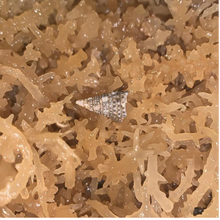 Load image into Gallery viewer, RAW Unrefined Organic Jamaican" Irish" Sea Moss